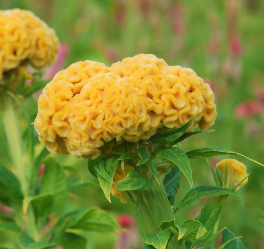 Celosia Argentea Cristata Yellow Seeds Edible Cockscomb Heirloom Flower Flower Seeds for Home and Garden