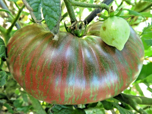 Fred's Tie Dye Tomato – Heirloom Vegetable Garden Seeds