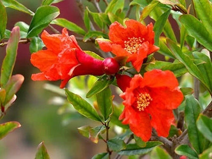 Punica Granatum Pomegranate Edible Fruit Shrub Tree Ornamental – Fruit