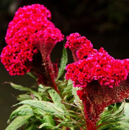 Magenta Celosia – Colorful Garden Cockscomb Flower Seeds