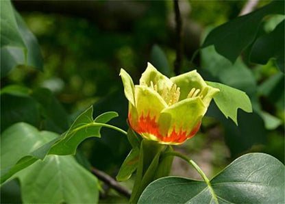 Tulip Poplar Liriodendron Tulipifera – Cold Hardy Flowering Tree Seeds