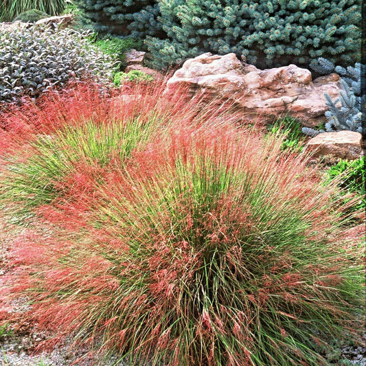 Undaunted Ruby Muhly Grass Muhlenbergia Reverchonii Ornamental Grass Seeds