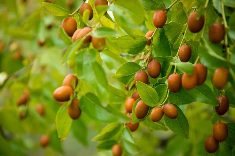 Chinese Date Tree Seeds