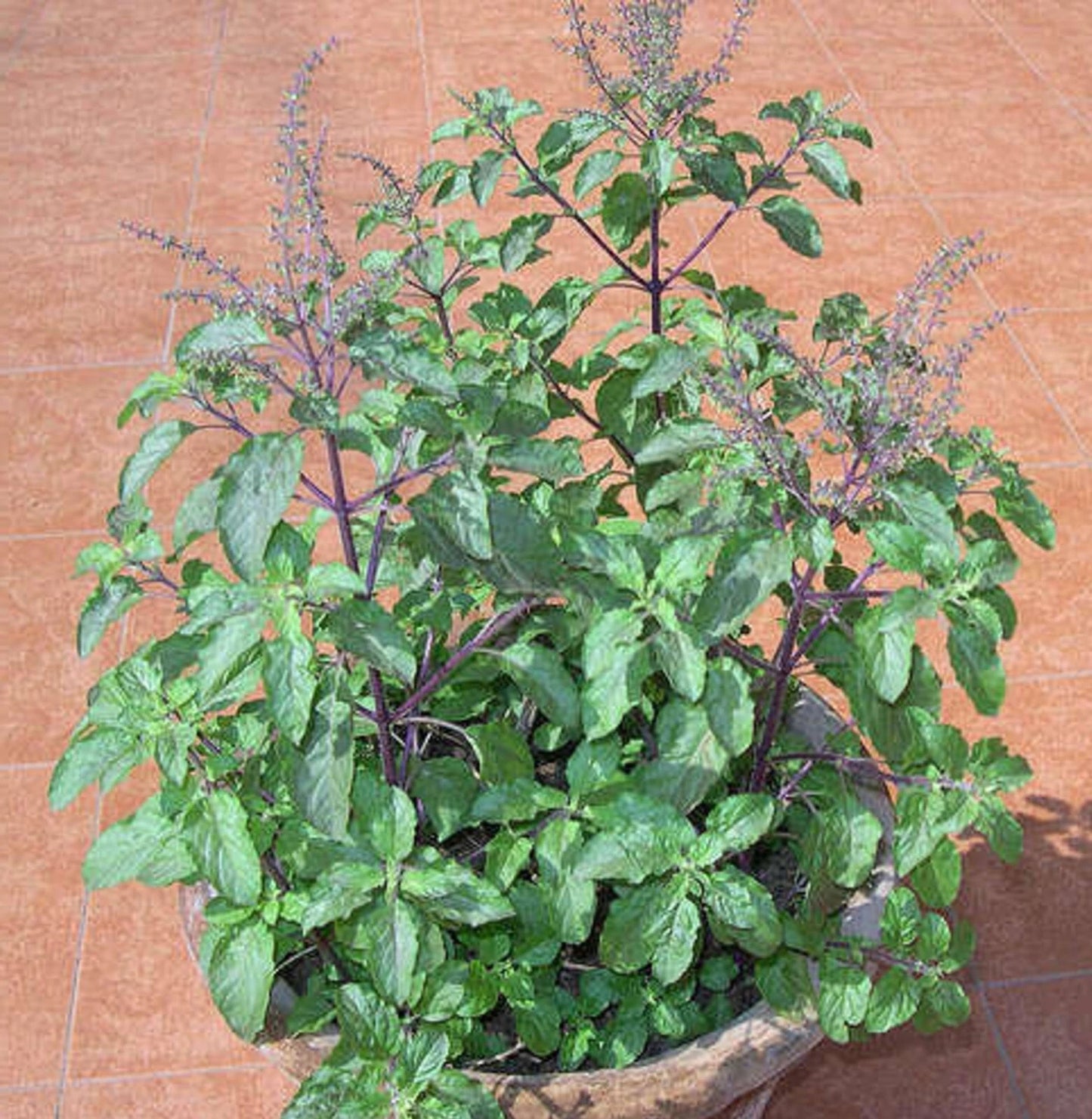 Ocimum Sanctum Tulsi Culinary and Therapeutic Herb Seeds