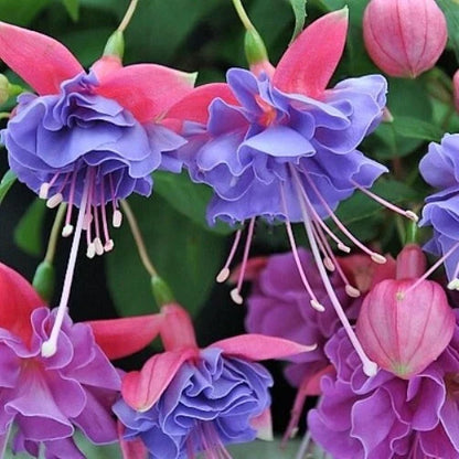 Bag Fuchsia Seeds Potted Flowers Seeds - Garden Flower Seeds