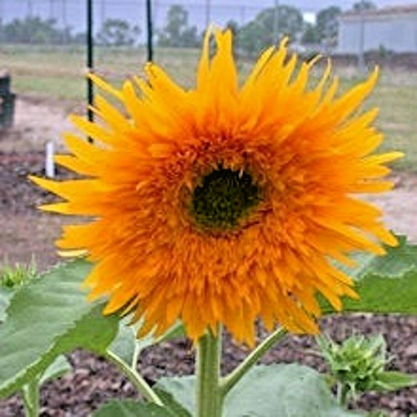 Sunfill Double Quick Orange Sunflower Helianthus Annuus – Colorful Garden Flower Seeds