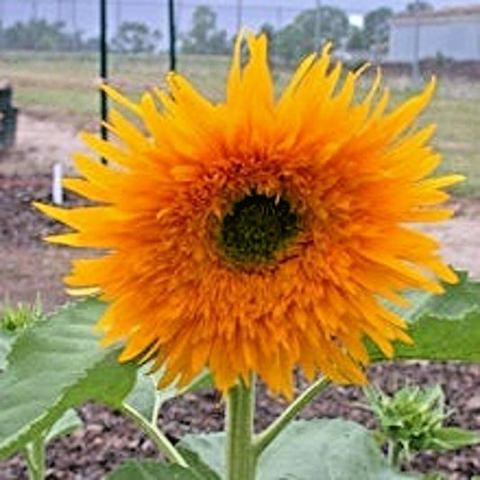 Sunfill Double Quick Orange Sunflower Helianthus Annuus – Colorful Garden Flower Seeds
