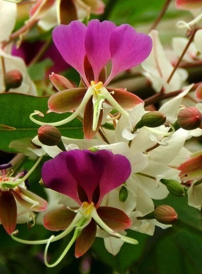 Lysidice Rhodostegia Fragrant Flowering Shrub Tree Seeds