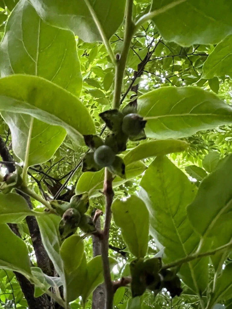Japanese Persimmon Diospyros Kaki – Hardy Fruit Tree Seeds