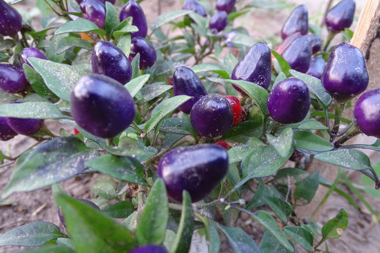 Filius Blue Pepper – Ornamental Garden Flowering Seeds