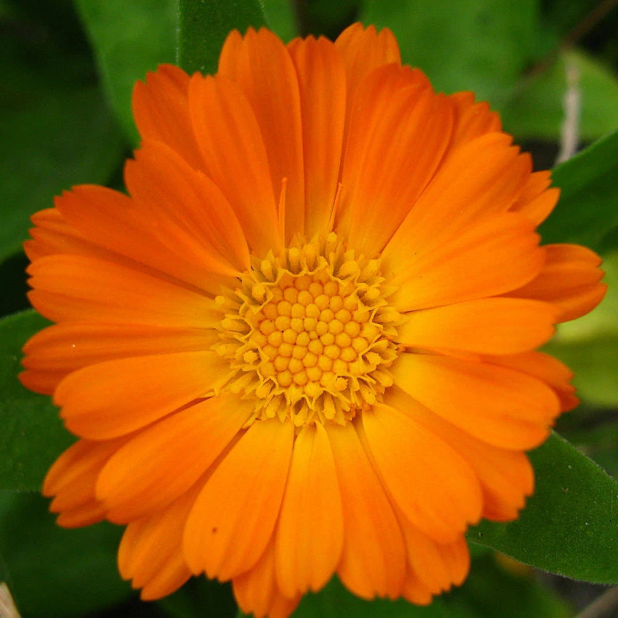 Calendula Officinalis Pot Marigold Annual Flower Seeds