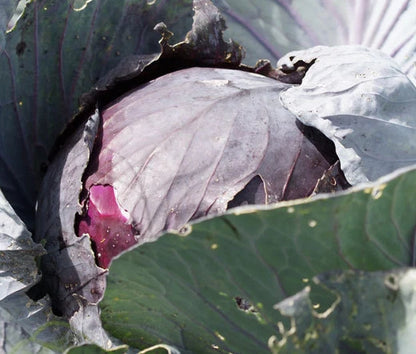 Cabbage Red Acre Brassica Oleracea – Heirloom Vegetable Garden Seeds