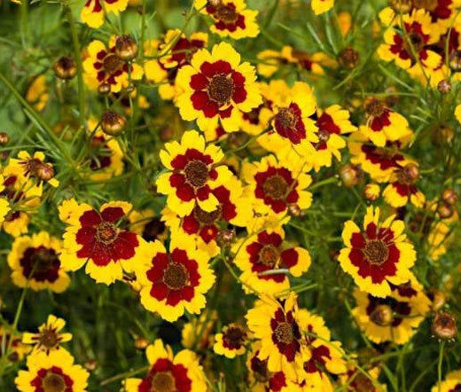 Coreopsis Plains Coreopsis Tinctoria – Colorful Garden Flower Seeds