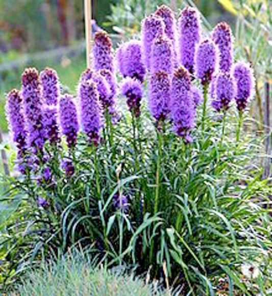 Purple Blazing Star Liatris Spicata Perennial Flower Seeds
