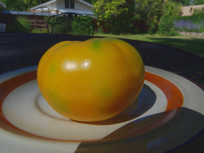 Oaxacan Jewel Tomato – Heirloom Vegetable Garden Seeds