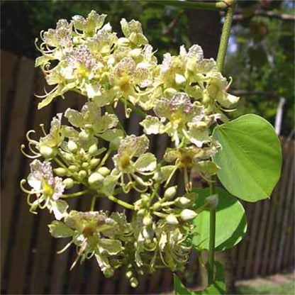 Bauhinia Semla Flowering Orchid – Flower Seeds