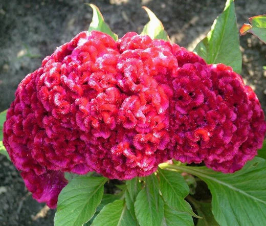Cockscomb Carmine Dwarf Celosia Cristata Nana Jessica – Colorful Garden Flower Seeds