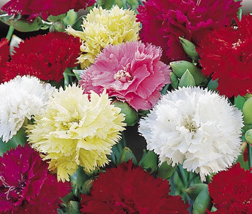 Carnation Chabaud Mixed Colors Dianthus Caryophyllus – Colorful Garden Flower Seeds