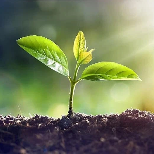 Alfalfa Microgreen Seeds for Growing Very Healthy Microgreens