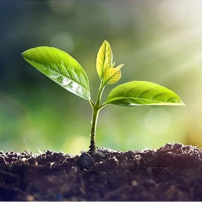 Alfalfa Microgreen Seeds for Growing Very Healthy Microgreens