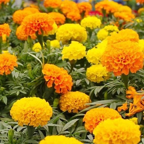Crackerjack Marigold Mix Orange And Yellow Colorful Garden Flower Seeds