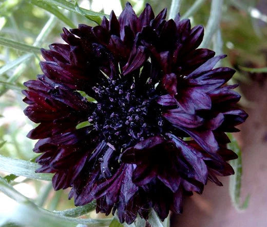 Cornflower Bachelors Button Black Ball Centaurea Cyanus – Colorful Garden Flower Seeds