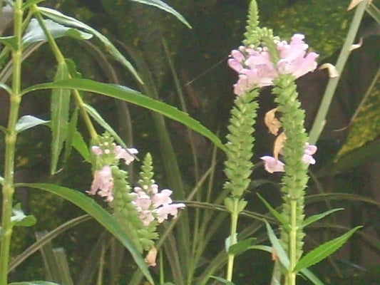 Obedient Plant Physostegia Virginiana – Colorful Perennial Flower Seeds