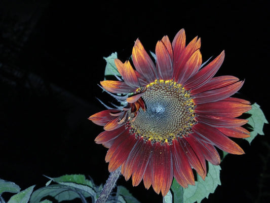 Velvet Queen Sunflower Large Bloom Flower Seeds