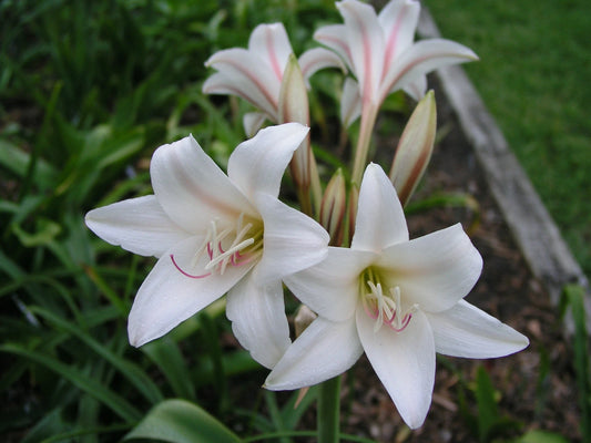 Crinum Lily Bulbispermum Checkmate Large Blooming-size Bulb - Flower