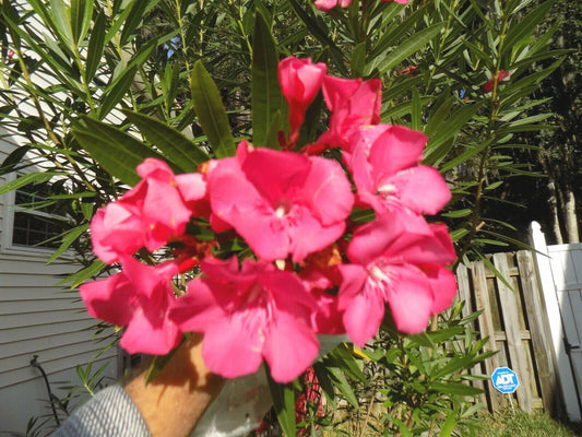 Red Oleander Nerium Oleander Ornamental Flower Garden Seeds