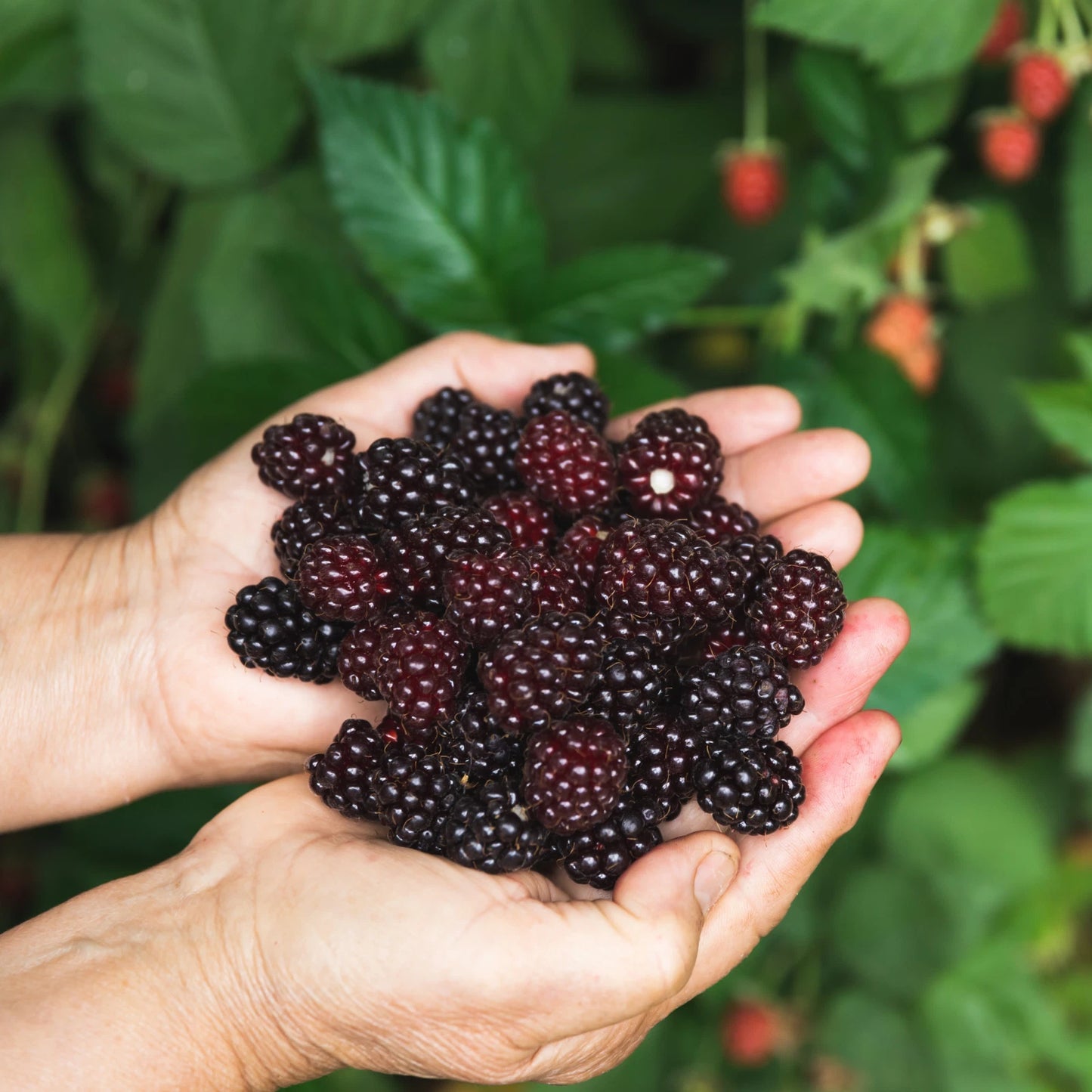 Chester Thornless Blackberry Plugs Blackberry Plugs Category eg, Flower Seeds