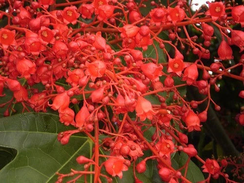 Brachychiton Acerifolius Illawarra Flame Tree Kurrajong – Flower Seeds – Product Image