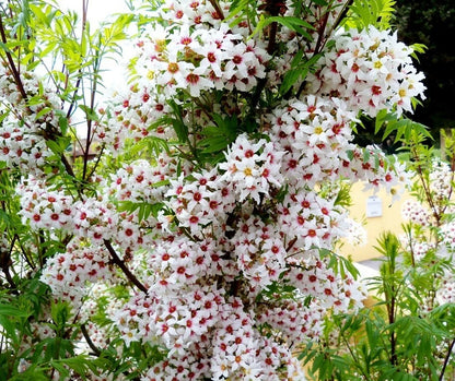 Xanthoceras Sorbifolium – Hardy Yellowhorn Shrub Seeds