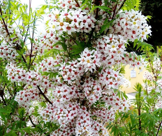 Xanthoceras Sorbifolium – Hardy Yellowhorn Shrub Seeds