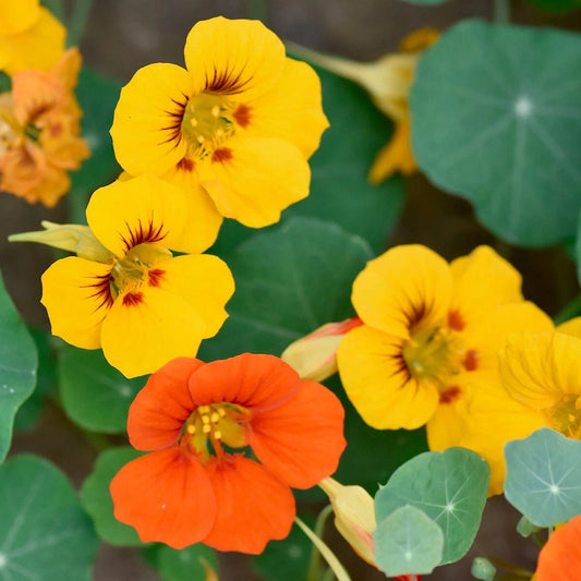 Mixed Nasturtium Tropaeolum – Colorful Wildflower Garden Seeds
