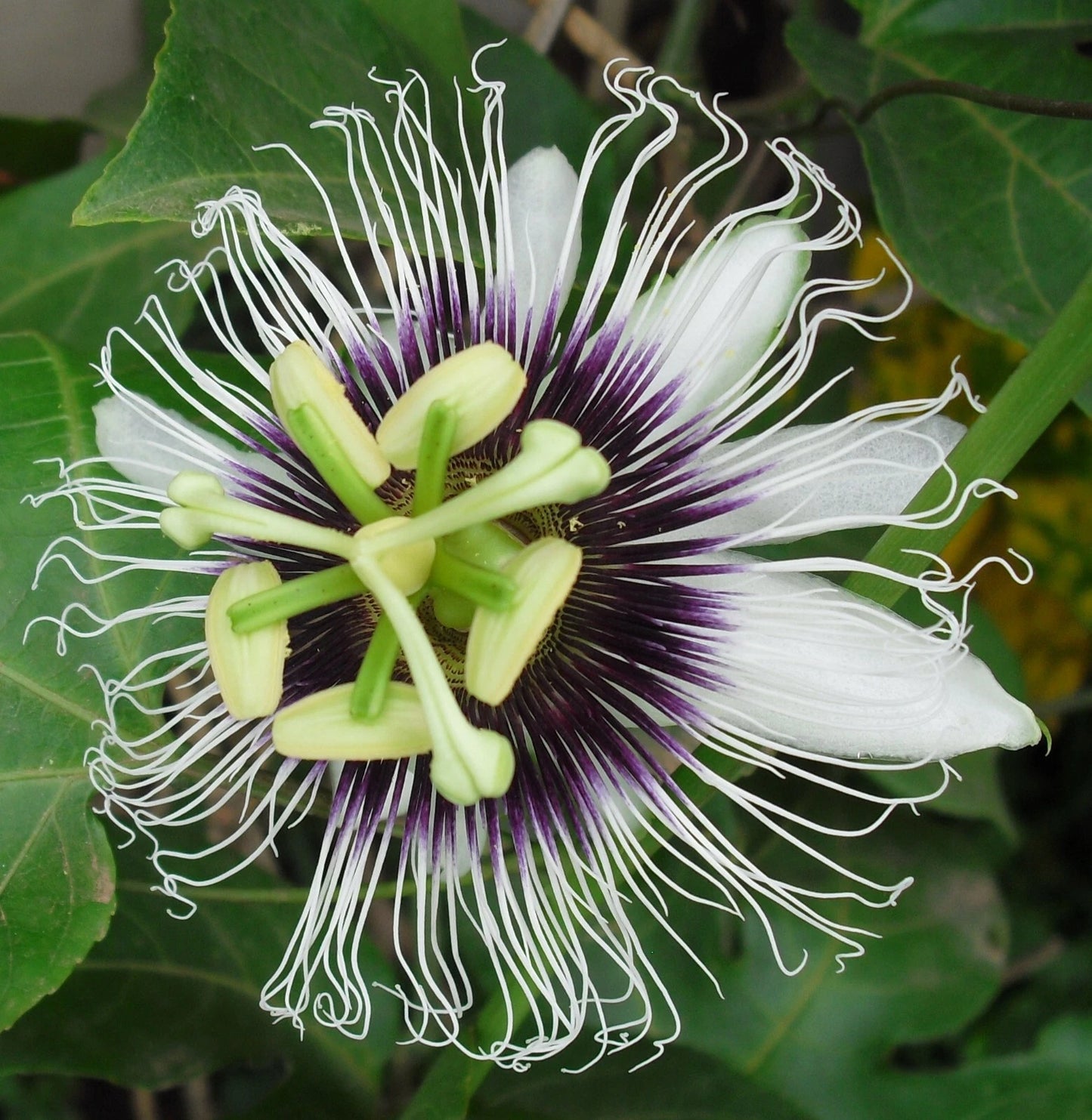 Passiflora Edulis Flavicarpa Yellow Passionfruit Vine Seeds