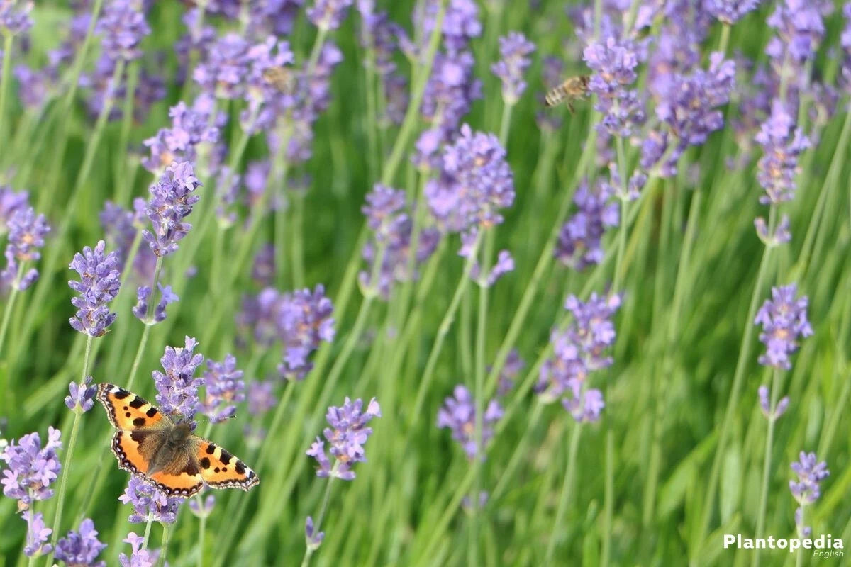 English Lavender Lavandula Angustifolia – Fragrant Perennial Herb Seeds