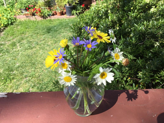 Daisy Seed Mix – Colorful Pastel Garden Flower Seeds