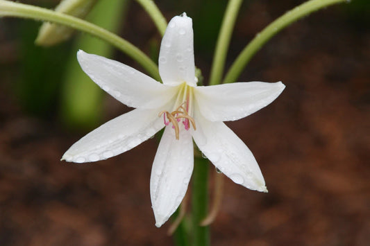 Crinum Lily Tennessee White Small-size Bulb New - Flower Seeds