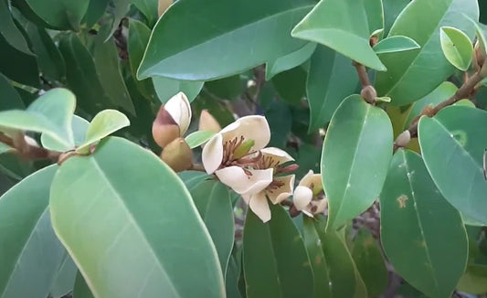 Banana Magnolia Magnolia Figo – Fragrant Flowering Shrub Seeds