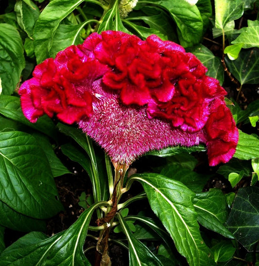 Red Cockscomb Celosia Cristata Annual Flower Garden Seeds