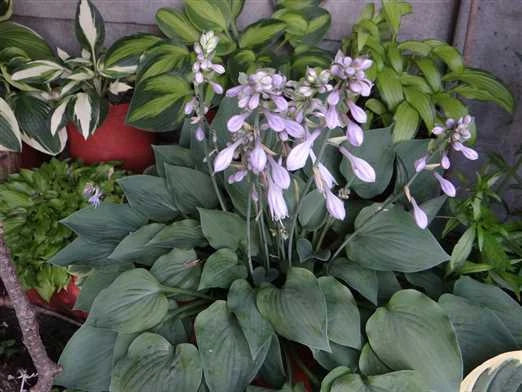 Pearl Lake Hosta – Hardy Perennial Garden Flower Seeds