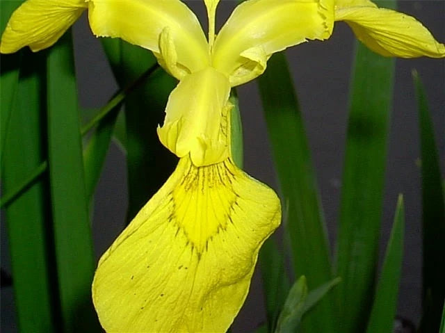 Yellow Flag Iris Iris Pseudacorus Hardy Perennial Flower Seeds