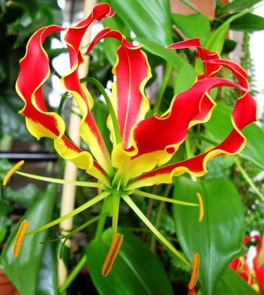 Glory Vine Gloriosa Superba Climbing Flame Lily Garden Flower Seeds