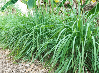 West Indian Lemongrass Cymbopogon Citratus – Herb Seeds