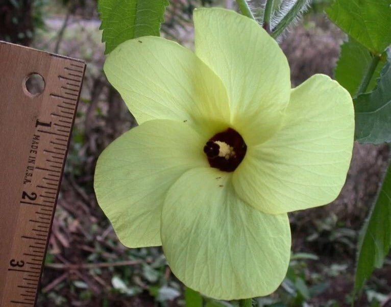 Abelmoschus Moschatus Seeds Hibiscus Plants Fragrant Musk Mallow Musk Okra Flower Seeds for Home and Garden