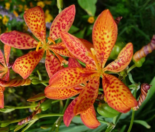 Blackberry Lily Belamcanda Chinensis – Hardy Garden Flower Seeds