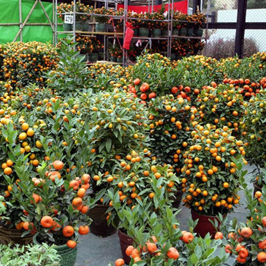 Dwarf Tangerine Mandarin – Bonsai, Dwarf Fruit Seeds for Planting