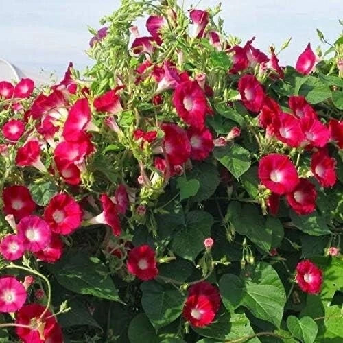 Red Ipomoea Climbing Vine Seeds to Plant