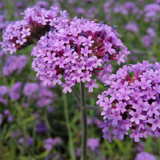 Verbena – Colorful Garden Flower Seeds